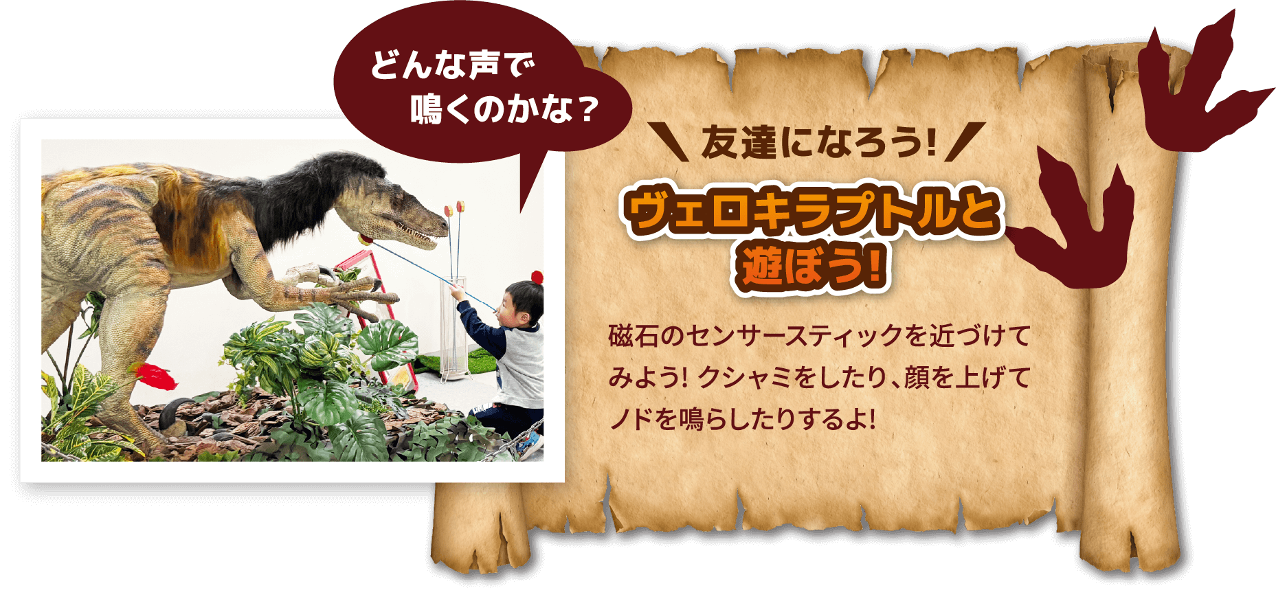 どんな声で鳴くのかな？友達になろう!ヴェロキラプトルと遊ぼう! 磁石のセンサースティックを近づけてみよう!クシャミをしたり、顔を上げてノドを鳴らしたりするよ！