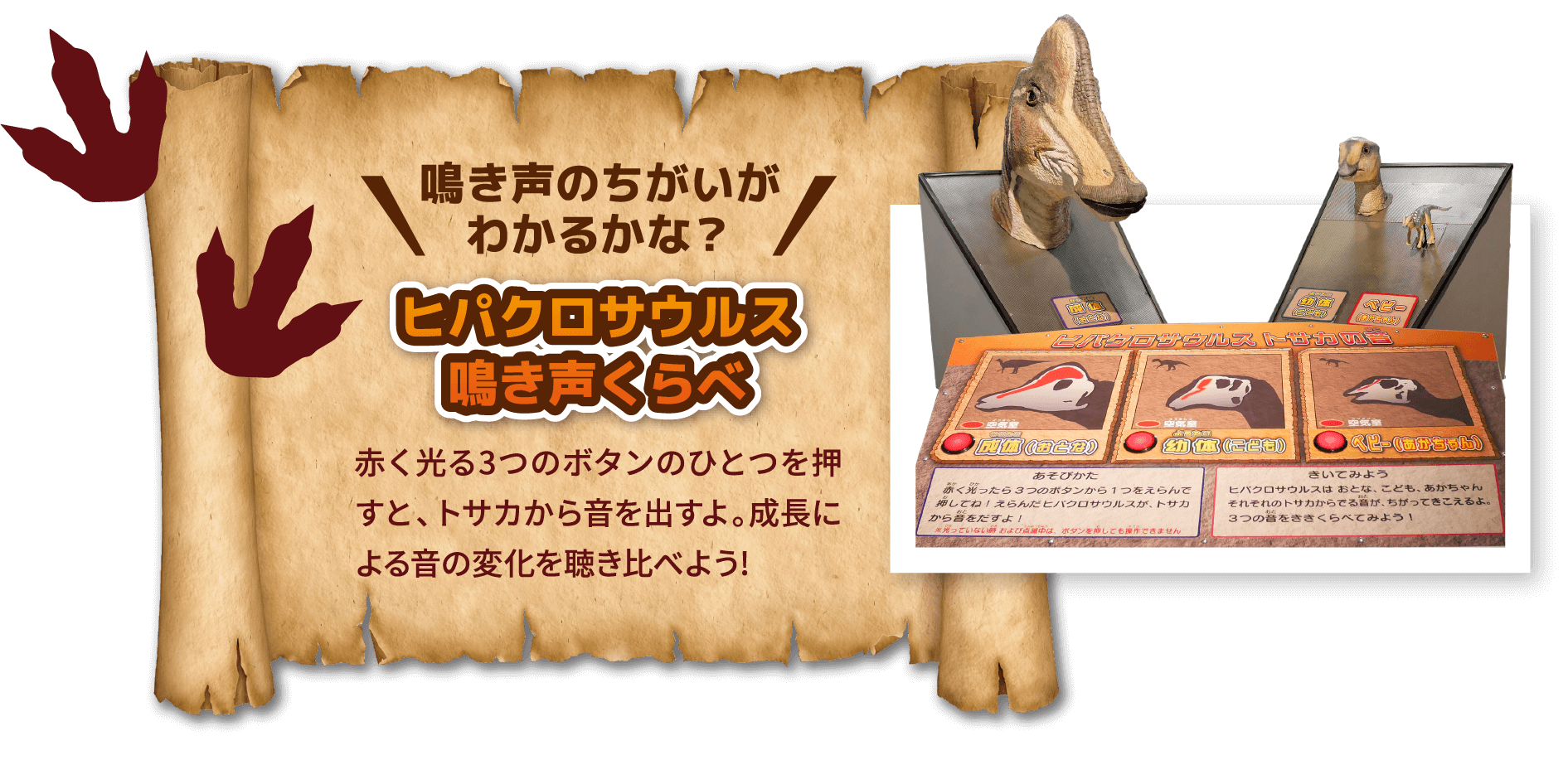 鳴き声の違いがわかるかな？　ヒパクロサウルス鳴き声くらべ　赤く光る3つのボタンのひとつを押すと、トサカから音を出すよ。成長による音の変化を聴き比べよう！